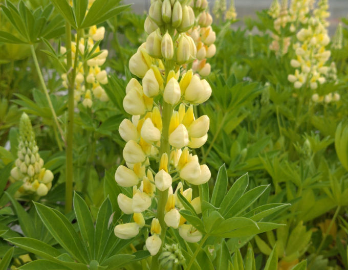 Lupine Galery Yellow Shades