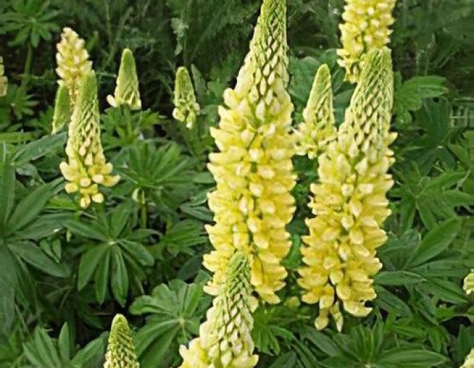 Lupine Galery Yellow Shades
