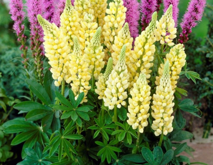 Lupine Galery Yellow Shades