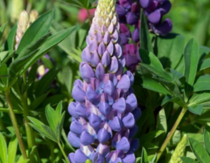 Lupine Blue Shades