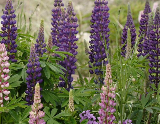 Lupine Blue Shades