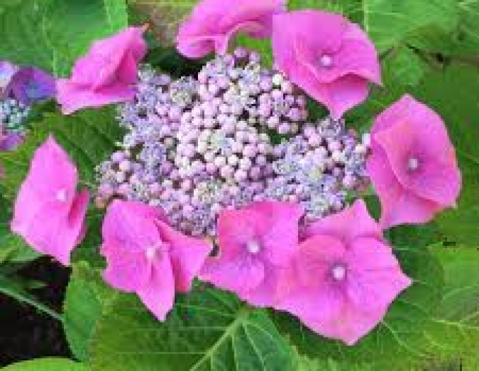 Hortensie Teller Pink