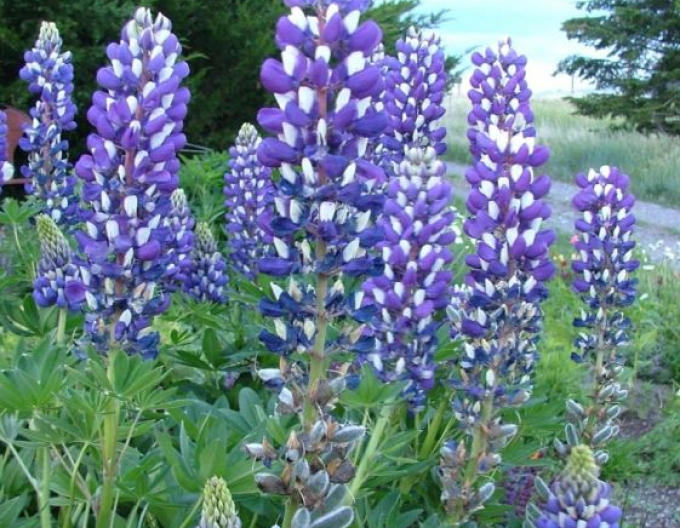 Lupine Blue Shades