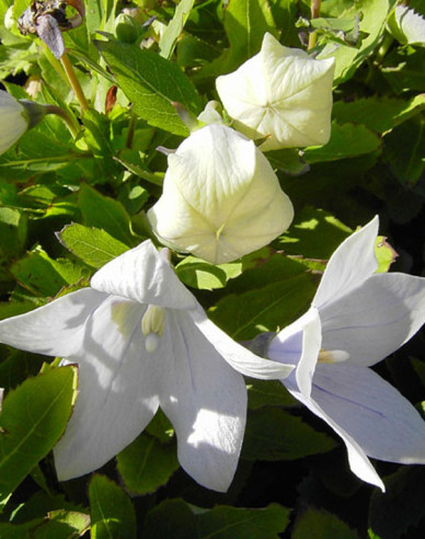 Ballonblume  Astra White