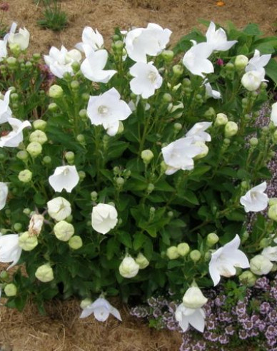 Ballonblume  Astra White