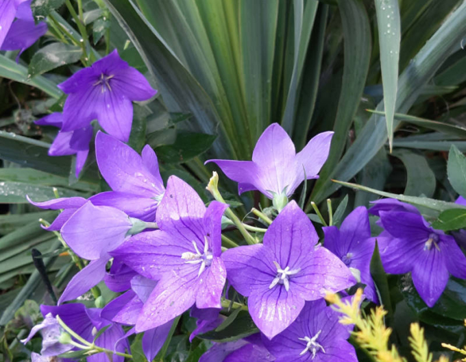 Ballonblume Lila