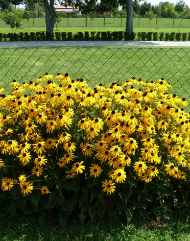 Rudbeckia Goldsturm