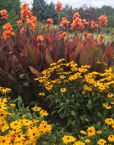 Rudbeckia Goldsturm