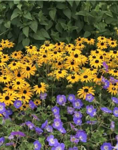 Rudbeckia Goldsturm