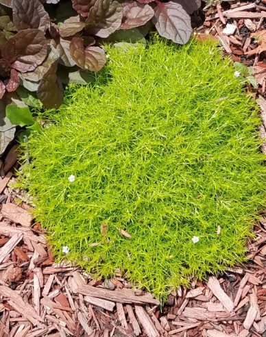 Polster-Mastkraut Lime Moss