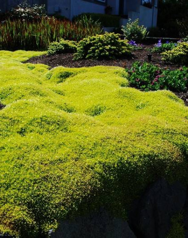 Polster-Mastkraut Lime Moss