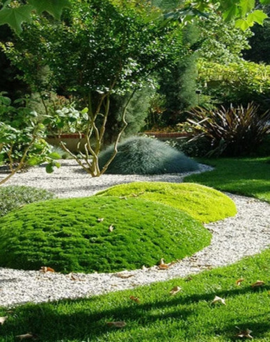 Polster-Mastkraut Lime Moss