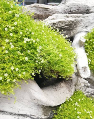 Polster-Mastkraut Lime Moss