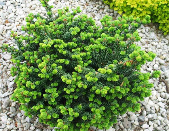 Balsamtanne Nana