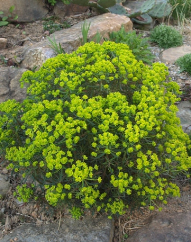 Zypressen Wolfsmilch Fens Ruby