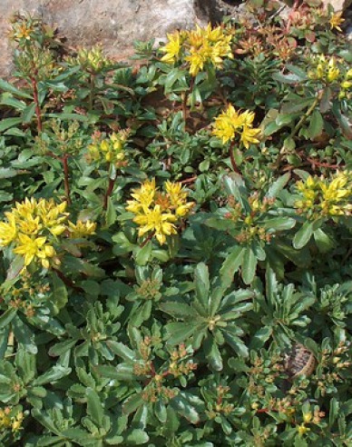 Kamtschatka-Fettblatt Variegatus