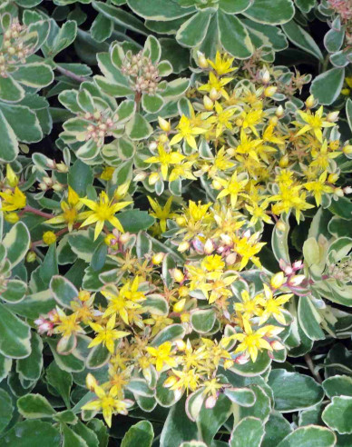 Kamtschatka-Fettblatt Variegatus