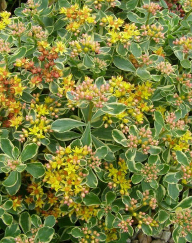 Kamtschatka-Fettblatt Variegatus