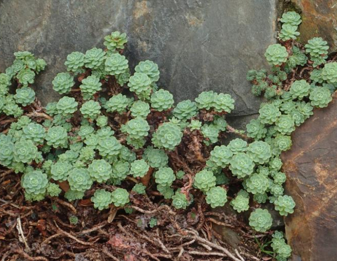 Rhodiola pachyclados