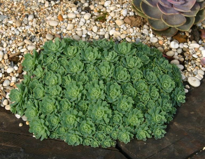 Rhodiola pachyclados