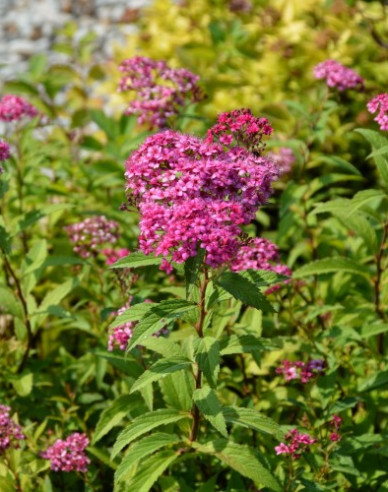 Sommerspiere Zigeunerblut