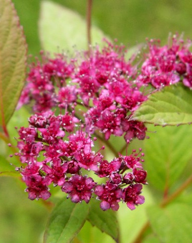 Sommerspiere Zigeunerblut