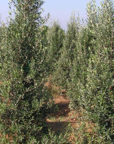 Olivenbaum Cipressino 80 - 100cm