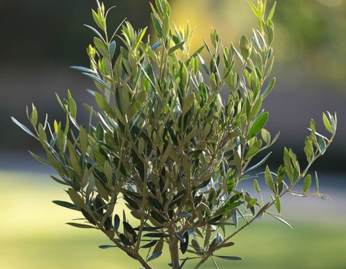 Europäischer Olivenbaum