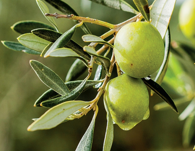 Europäischer Olivenbaum