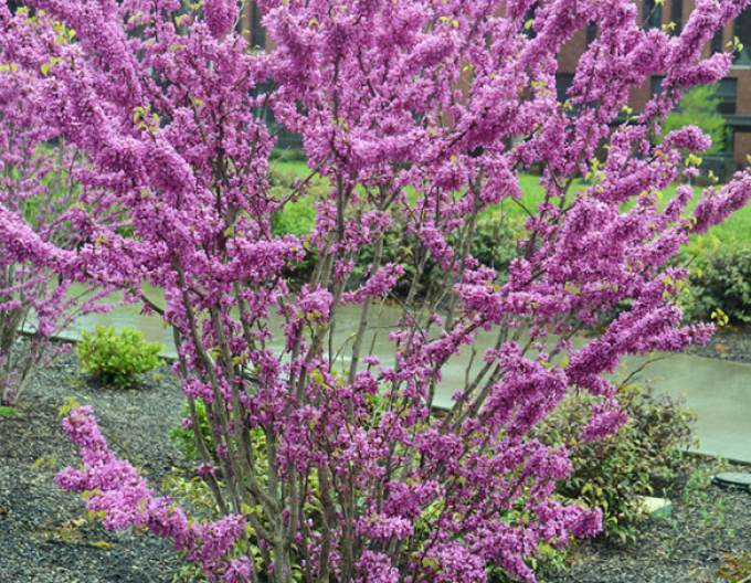 Judasbaum  Avondale 100cm