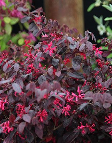 Loropetalum  Fire Dance