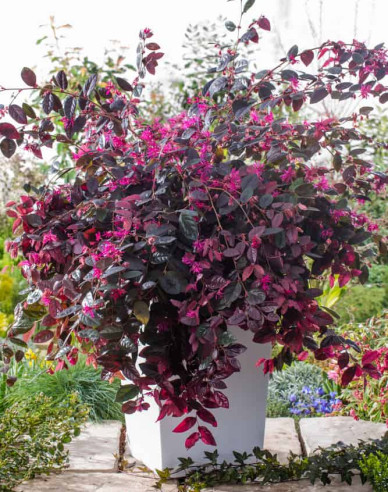 Loropetalum  Fire Dance