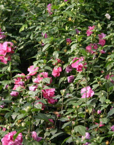 Garten-Eibisch Duc De Brabant