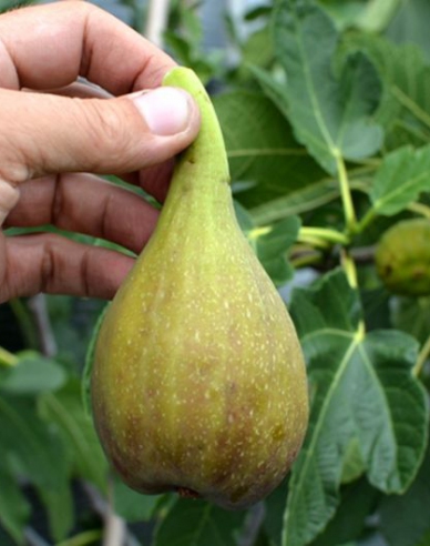 Peretta-Feigenbaum