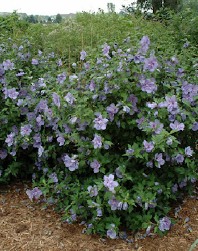 Garten-Eibisch Blue Chiffon