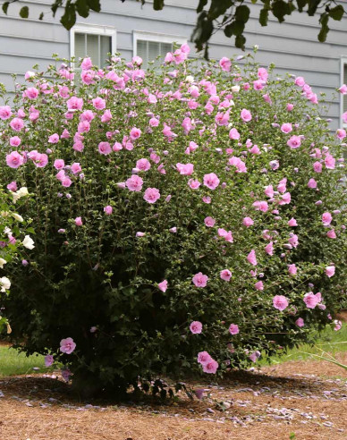 Garten-Eibisch  Aphrodite