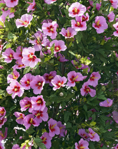 Garten-Eibisch  Aphrodite