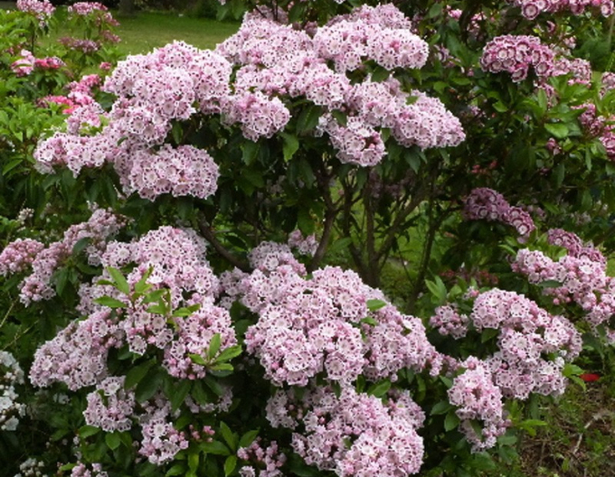 Berglorbeer Ginkona