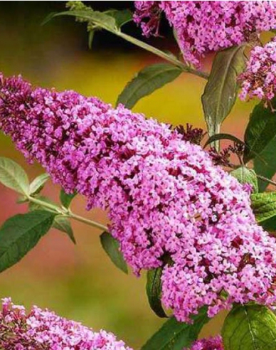 Budleja davidii Pink Delight