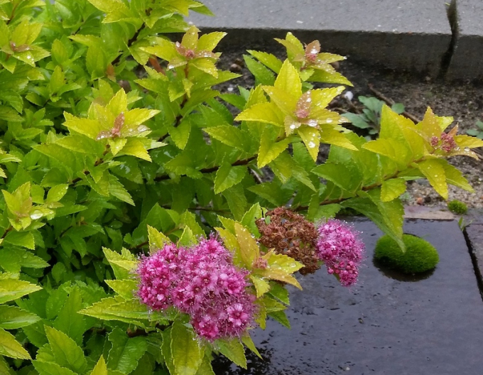 Japanspiere Golden Jack