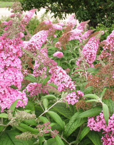 Budleja davidii Pink Delight