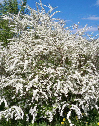 Japanspiere Snowmound