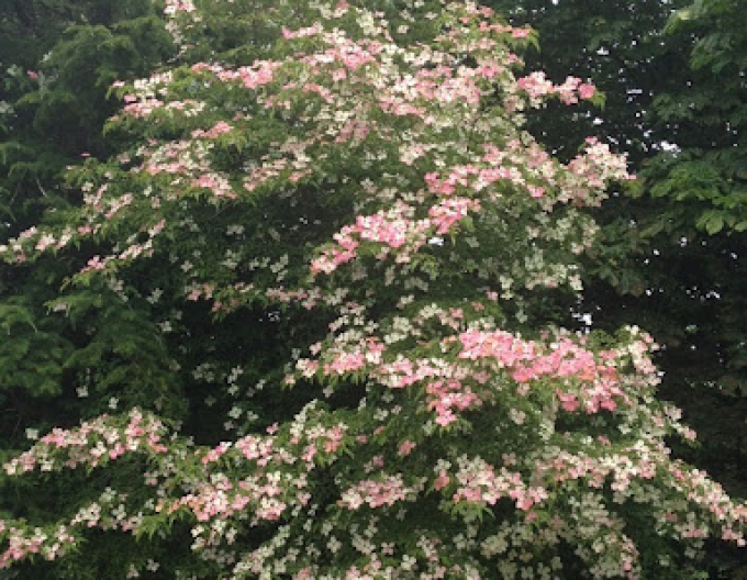 Asiatischer Blumen-Hartriegel Norman Haddens