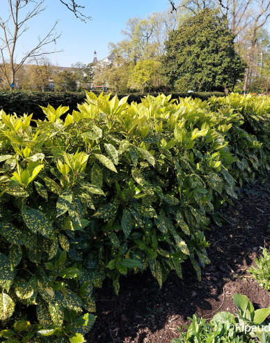 Aukuba japonica Crotonifolia
