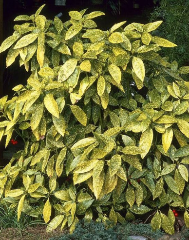 Aukuba japonica Crotonifolia