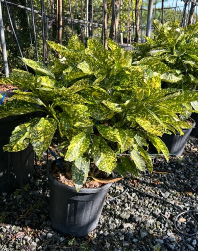Aukuba japonica Crotonifolia