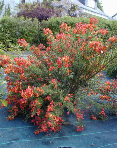 Elfenbein Ginster Lena