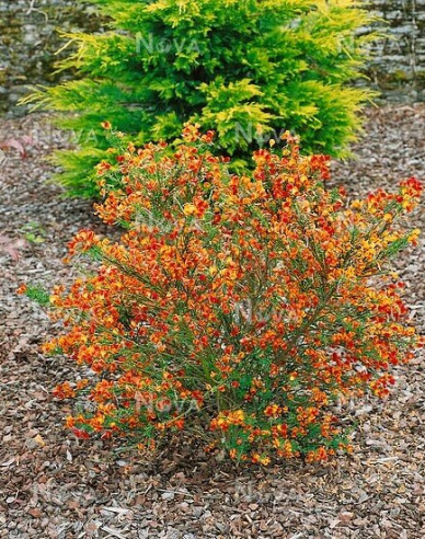 Elfenbein Ginster Lena