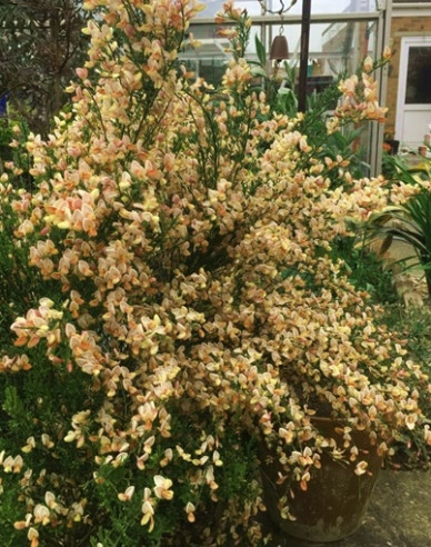 Elfenbein Ginster Apricot Gem