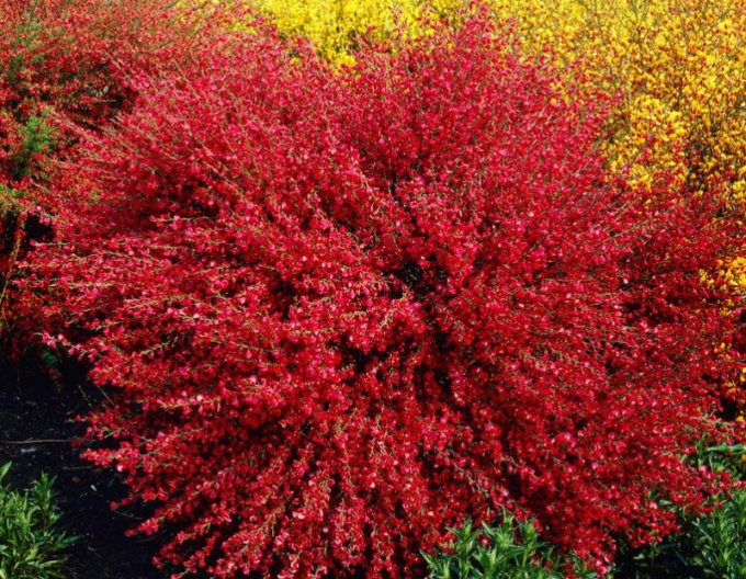 Elfenbein Ginster Boskoop Ruby